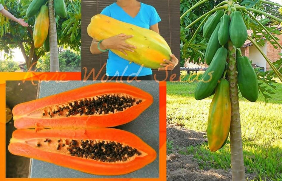 JMS 400 Seeds Seeds Unusual Huge Torpedo Shape Carica Papaya Burliar Long On A Dwarf Tree Seeds Non-