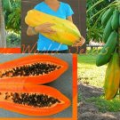 JMS 400 Seeds Seeds Unusual Huge Torpedo Shape Carica Papaya Burliar Long On A Dwarf Tree Seeds Non-