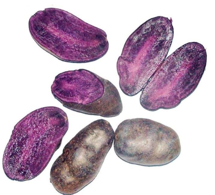 JMS Potato Seed Rare China High-Nutrition Purple Potato Seeds