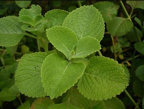 JMS 60Pcs Cuban Oregano Seeds,Aka (Broad Leaf Thyme) Vegetable Seeds