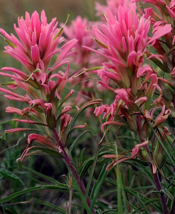 JMS Castilleja Sessiliflora Downy Indian Paintbrush Paintedcup 50 Seeds Seeds Easy To Seasons