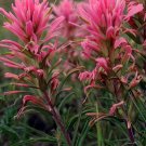 JMS Castilleja Sessiliflora Downy Indian Paintbrush Paintedcup 50 Seeds Seeds Easy To Seasons