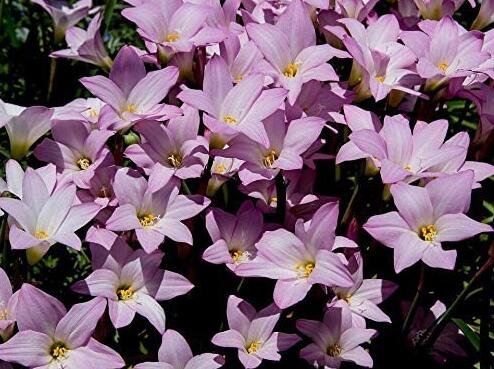 JMS Pink Rain Lily Zephyranthes Robusta 10 Seeds