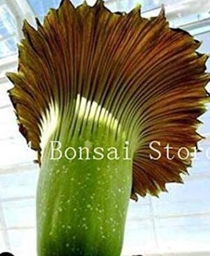JMS 100 Pcs Cut Corpse Bonsai Flower Garden Perennial Potted Plants Indoor Aerobic Corpse Plant Flow
