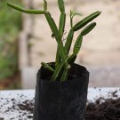 JMS Veldt Grape Cissus Quadrangularis Plant (Rfs) Succulent Vine Climber 10 Seeds