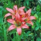 JMS Lilium Philadelphicum | Philadelphia, Prairie Or Wood Lily | 10 Seeds, Gardening And Planting