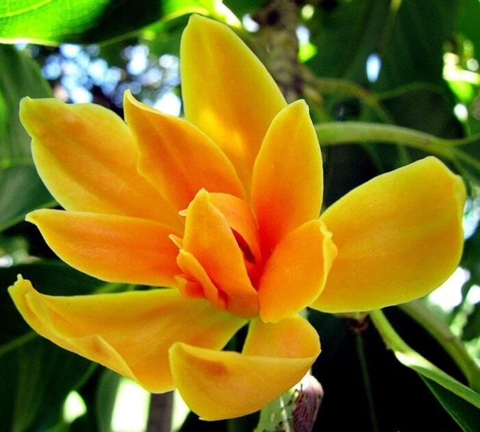 JMS 20 Seeds Michelia Champaca Magnolia Champaca Joy Perfume Tree Seeds Yellow Jade Orchid Chembakam