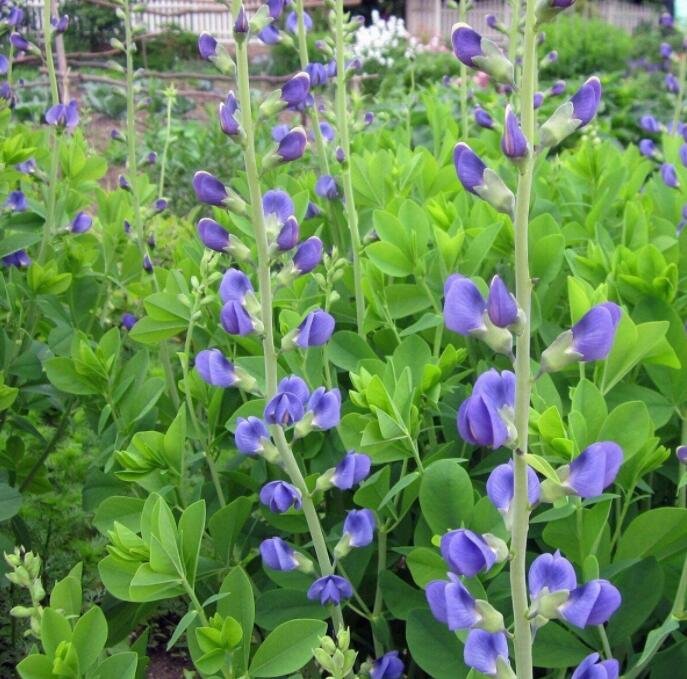 JMS 100Seeds False Blue Indigo Seeds Non-Hybrid, Open-Pollinated, Suited For Canadian Climate
