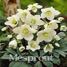 JMS 100 Pcs Helleborus (Christmas Rose) Novelty Plant, Helleborus Niger Bonsai White Flowers
