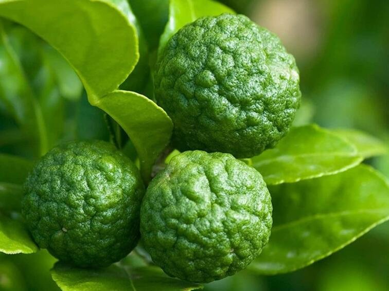 JMS 30 Seeds Thai Kaffir Lime Seeds Citrus Hystrix Bergamot Seeds Source Of Lime Leaves For Cooking 
