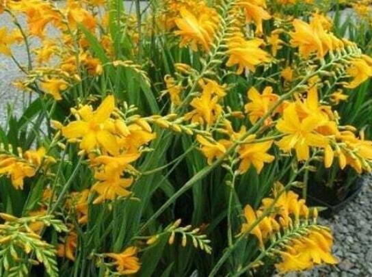 JMS Yellow Lucifer Crocosmia Seeds (Not Plants) Top Size 25 Seeds Cm Non-Hybrid, Open-Pollinated