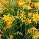 JMS Yellow Lucifer Crocosmia Seeds (Not Plants) Top Size 25 Seeds Cm Non-Hybrid, Open-Pollinated