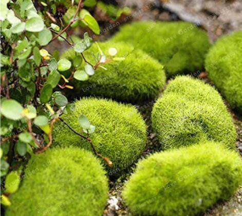 JMS 100 Pcs/Bag Moss Bonsai Moss Ball Sagina Subulata Bonsai Seeds Grass Bonsai Garden Diy Home Gard