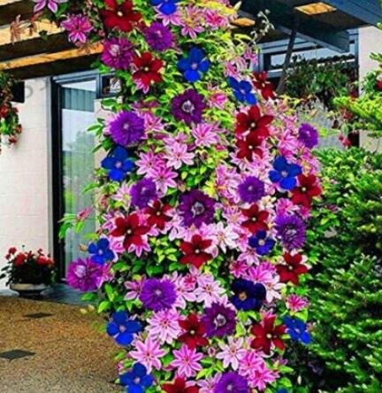 JMS 100 Pieces/Bag Clematis Garden Flower Clematis Vines Bonsai Flower Perennial Plants Climbing Flo