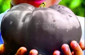 JMS 100 Giant Tomato Seeds For Tomatoes, Fruits And Vegetables