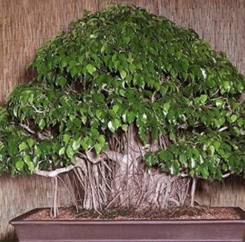 JMS 150 Weeping Fig Bonsai Seeds - Ficus Benjamina Home Bonsai Plant Green Tree