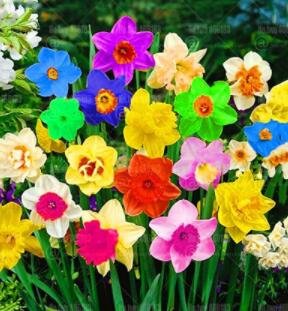JMS 200 Pcs/Bag Rainbow Daffodil Bonsai Flowers Not Bulbs Perennial Indoor Double Daffodil Flowers F