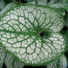JMS 50 Seeds Sea Heart Brunnera Shade Blue Flowers Gallon Pot Seeds Non-Hybrid, Open-Pollinated, Sui