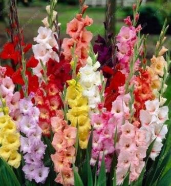 JMS 50 Pcs High Survival Rate Rare Striped Gladioli Gladiolus Seeds Plants Garden Plants Flowers Orc
