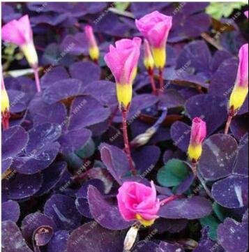 JMS Red Oxalis Versicolor Bonsai Flowers 100 Seeds Rare Plant For Home Garden Planting Oxalis Flower