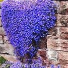 JMS 100Pcs Creeping Thyme Bonsai Seeds Purplish Blue Creeping Thyme Bonsai Flowers