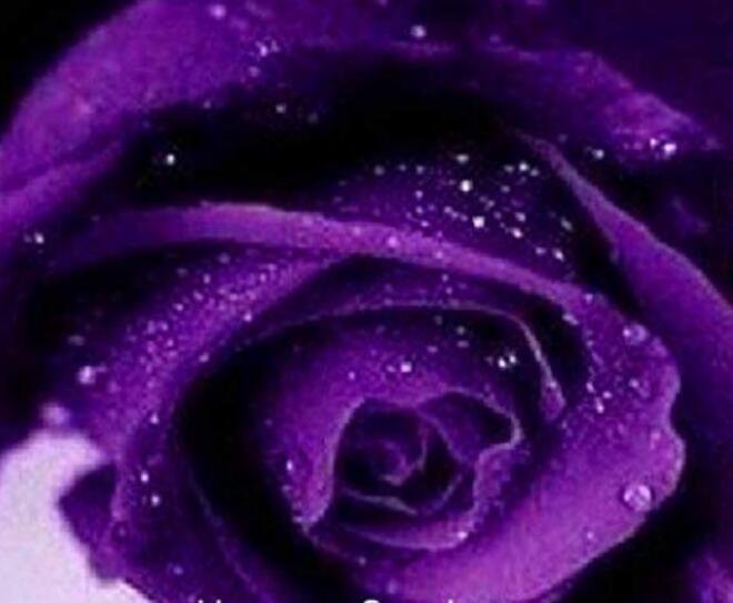 JMS 100Pcs Blue Pink Rose Seeds, Rare Color