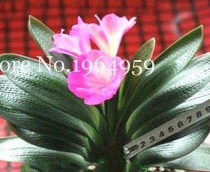 JMS 100Pcs Clivia Miniata Bonsai Beautiful Rare Bush Kefir Lily Flower Seeds