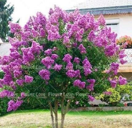 JMS 100 Pcs Crape Myrtle - Lagerstroemia Indica 'Natchez' Perennial Flowers Bonsai Patio Plants Bons