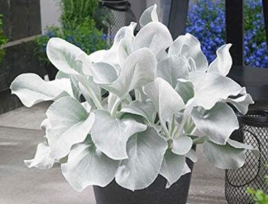 JMS 100Pcs Angel Wings Plant Seeds