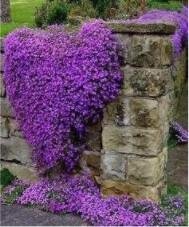 JMS 100 Pcs/Bag Creeping Thyme Bonsai Or Blue Rock Bonsai Perennial Ground Cover Flower Seeds Purple