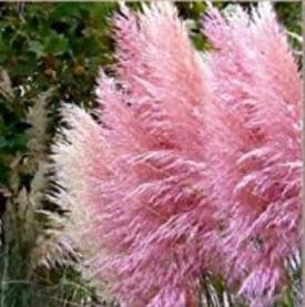 JMS 100 Pcs Pink Cortaderia Selloana Ornamental Plants For Home Garden Flowers Seeds