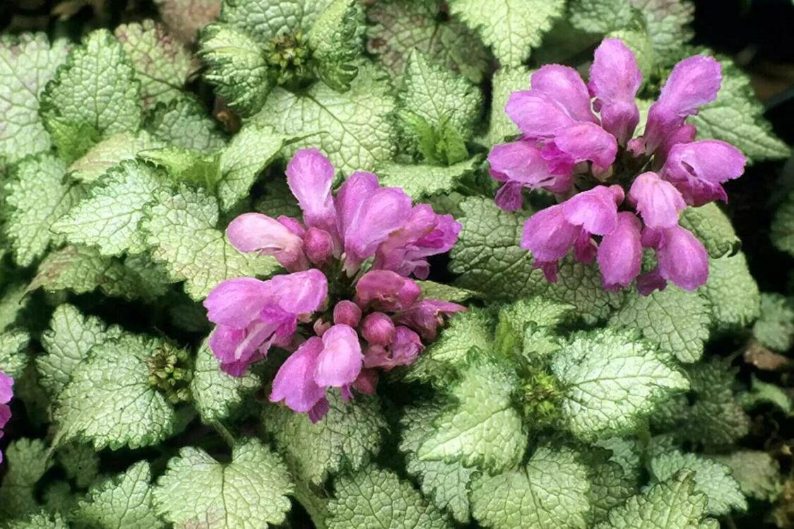 JMS 100 Seeds Spotted Deadnettle Lamium Maculatum Purple Lavender Ground Cover