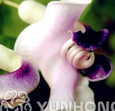 JMS 50 Pcs Japanese Creeper Bonsai Rare Boston Snail Flower Vine Bonsai Seeds, Vines, Climbing Plant