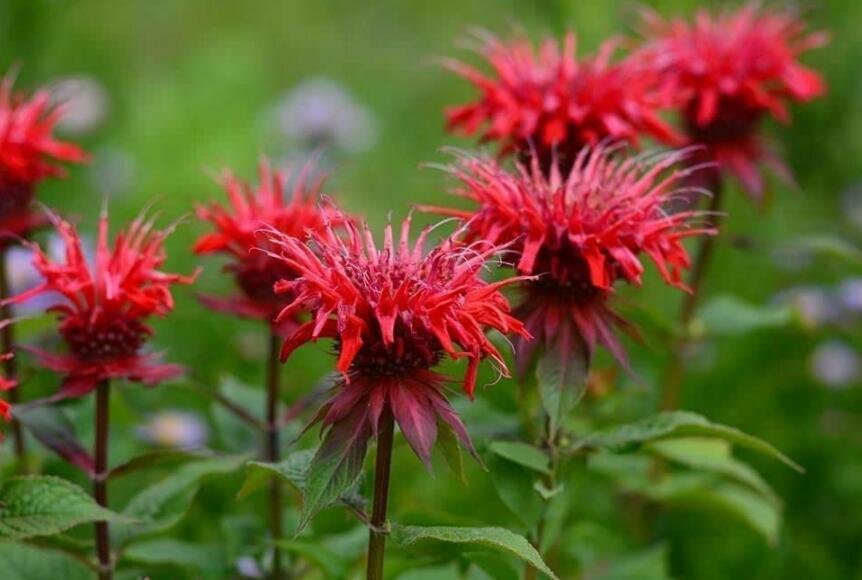 JMS 25 Seeds Red Bee Balm Monarda Flower Seeds Non-Hybrid, Open-Pollinated, Suited For Canadian Clim
