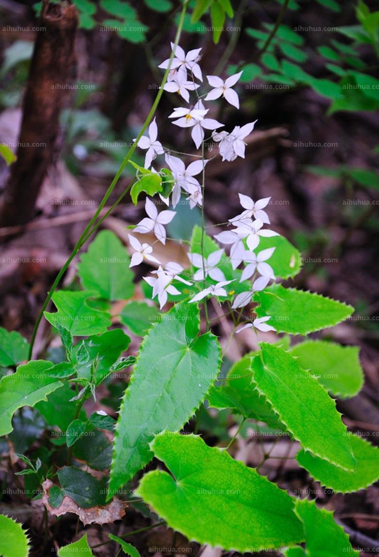 JMS 50Pcs Superior Epimedium Brevicornu Seeds China Herbs Perennial Bishop'S Hat