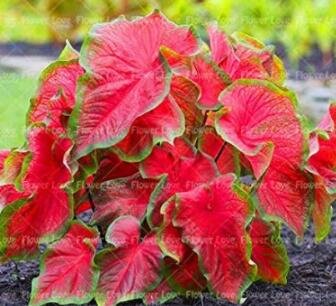 JMS 100 Caladium Bonsai Plants Assorted Colors Perennial Flowers Potted Plants Caladium Diy Home Gar
