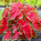 JMS 100 Caladium Bonsai Plants Assorted Colors Perennial Flowers Potted Plants Caladium Diy Home Gar
