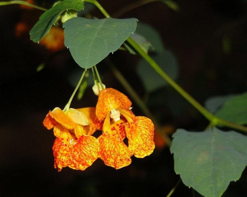 JMS Jewelweed Impatiens Capensis Native For Hummingbirds 50 Seeds Harvest Seeds
