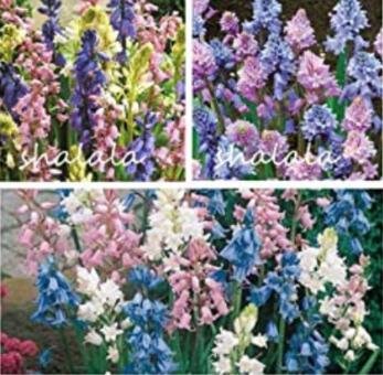 JMS 100Pcs Mixed Wooden Hyacinths Spanish Hyacinths Seeds For Bonsai