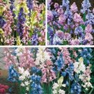 JMS 100Pcs Mixed Wooden Hyacinths Spanish Hyacinths Seeds For Bonsai