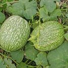 JMS 20Pcs Fin Melon Chilacayote Fig Leaved Malabar Gourd Plant Seeds