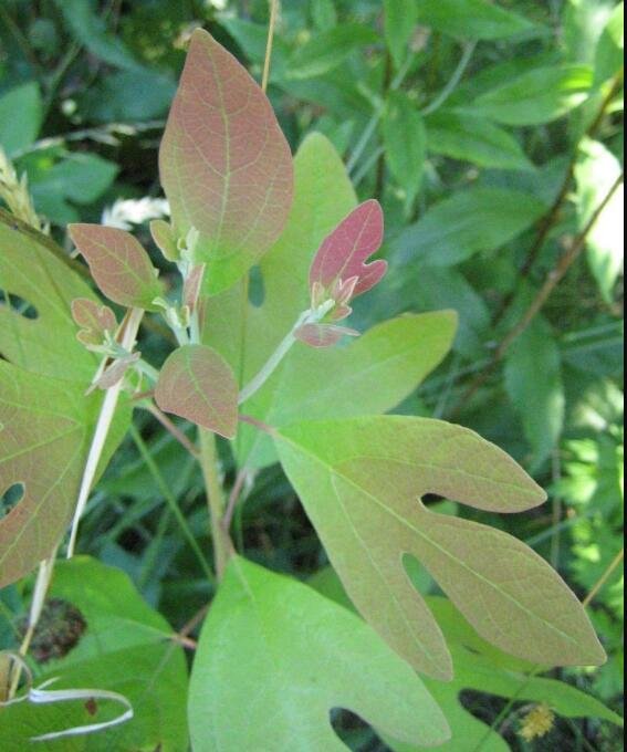JMS 30Pcs Fragrant Sassafras, Sassafras Albidum Tree Seeds
