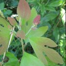 JMS 30Pcs Fragrant Sassafras, Sassafras Albidum Tree Seeds