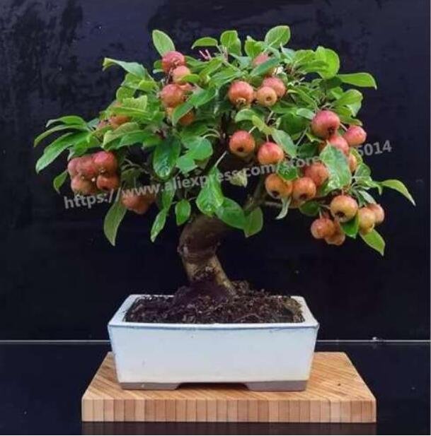 JMS Apple Tree Plants Rare Fruit Seeds, Indoor Bonsai
