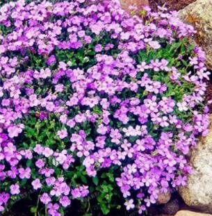 JMS 100Pcs Light Purple Creeping Thyme Seeds Cress Rock Perennial