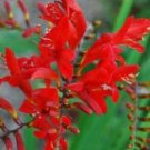 JMS 50 Red Crocosmia Lucifer Plant Seeds