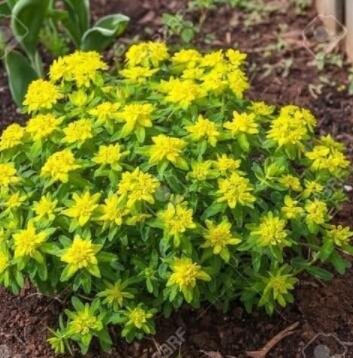 JMS Cushion Spurge Flower Seeds (Euphorbia Polychroma) 15+Seeds
