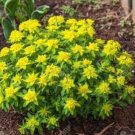 JMS Cushion Spurge Flower Seeds (Euphorbia Polychroma) 15+Seeds