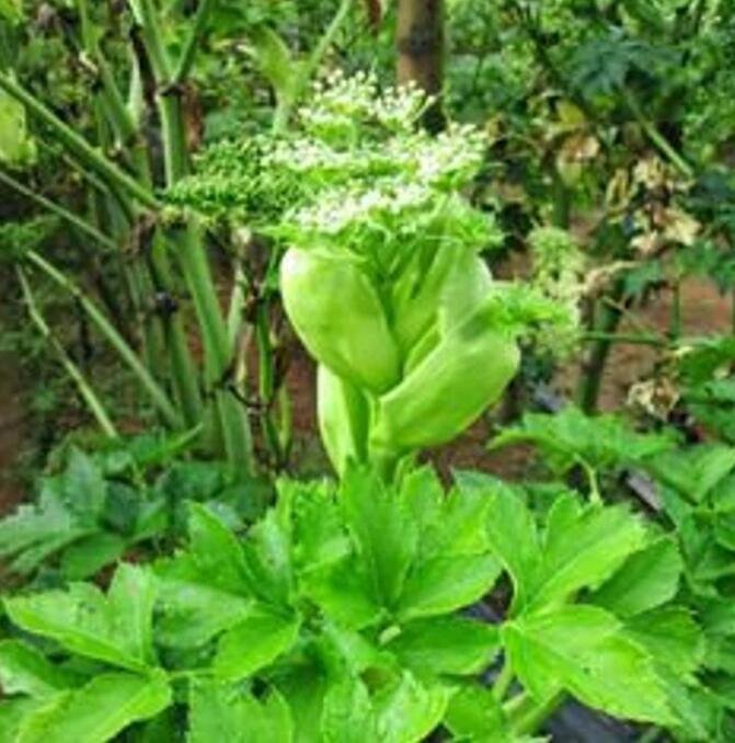 JMS Ashitaba Standard Angelica Keiskei Koidzumi Certified Organic Medical Herb Seed 5 Seeds Easy To 