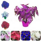 JMS 200Pcs Caladium Dwarf Plants Seeds Bonsai Burnt Rose Elephant Ears Beautiful Potted Plants